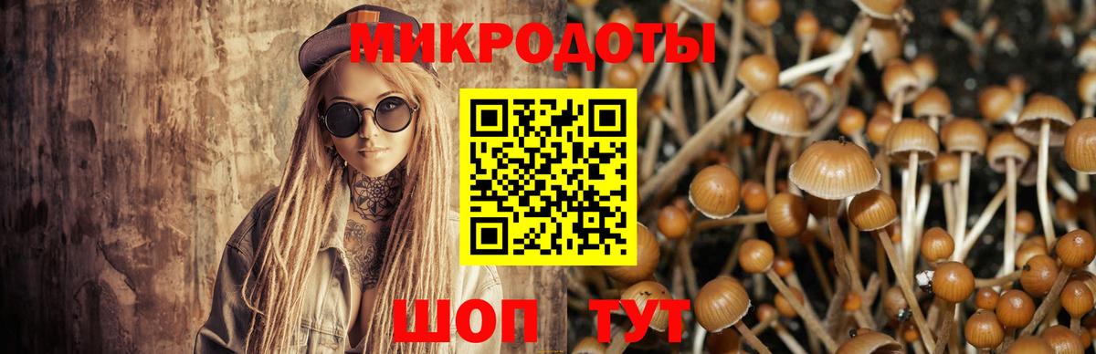 Камень-на-Оби  Псилоцибиновые грибы Psilocybine cubensis  Вход с VPN 